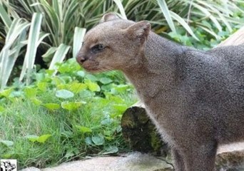 The Jaguarundi: Otter or Cat?