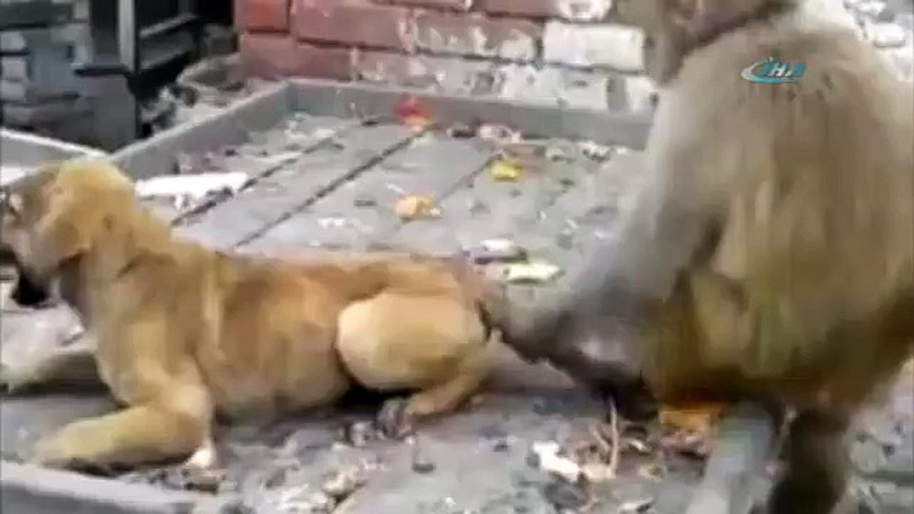 Maymunluğun bu kadarı...