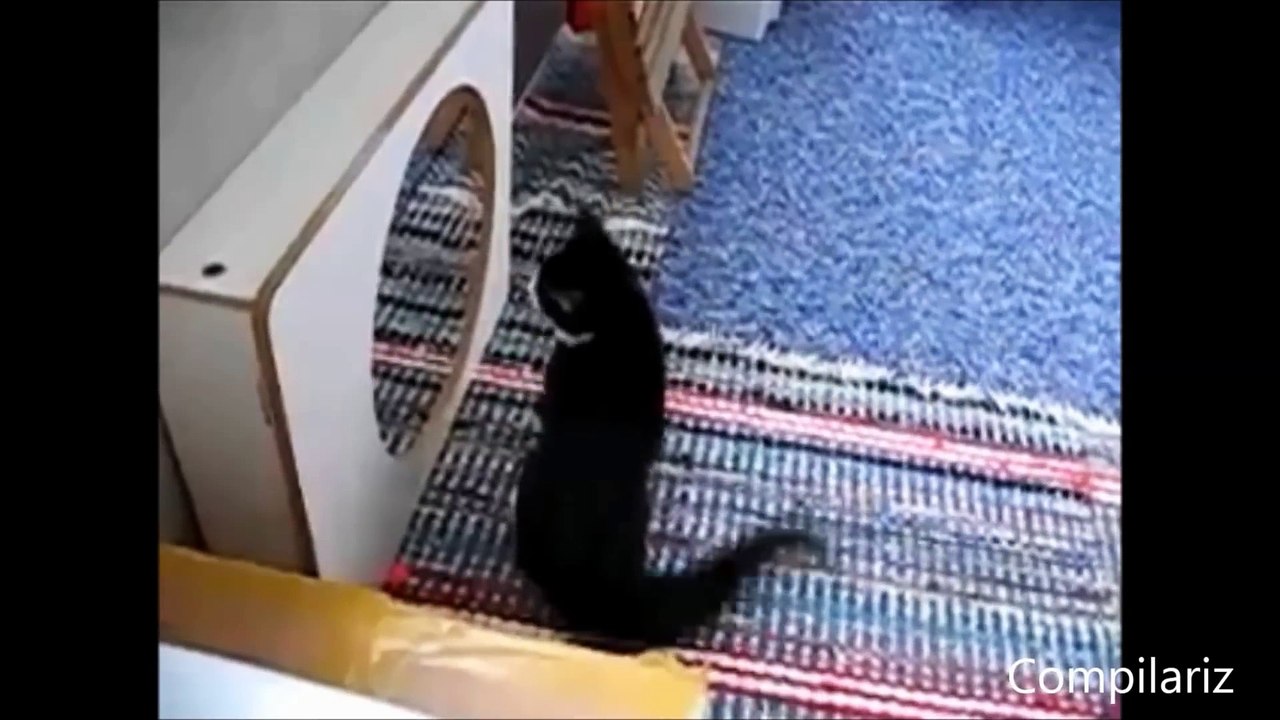 Animals vs Mirrors Compilation