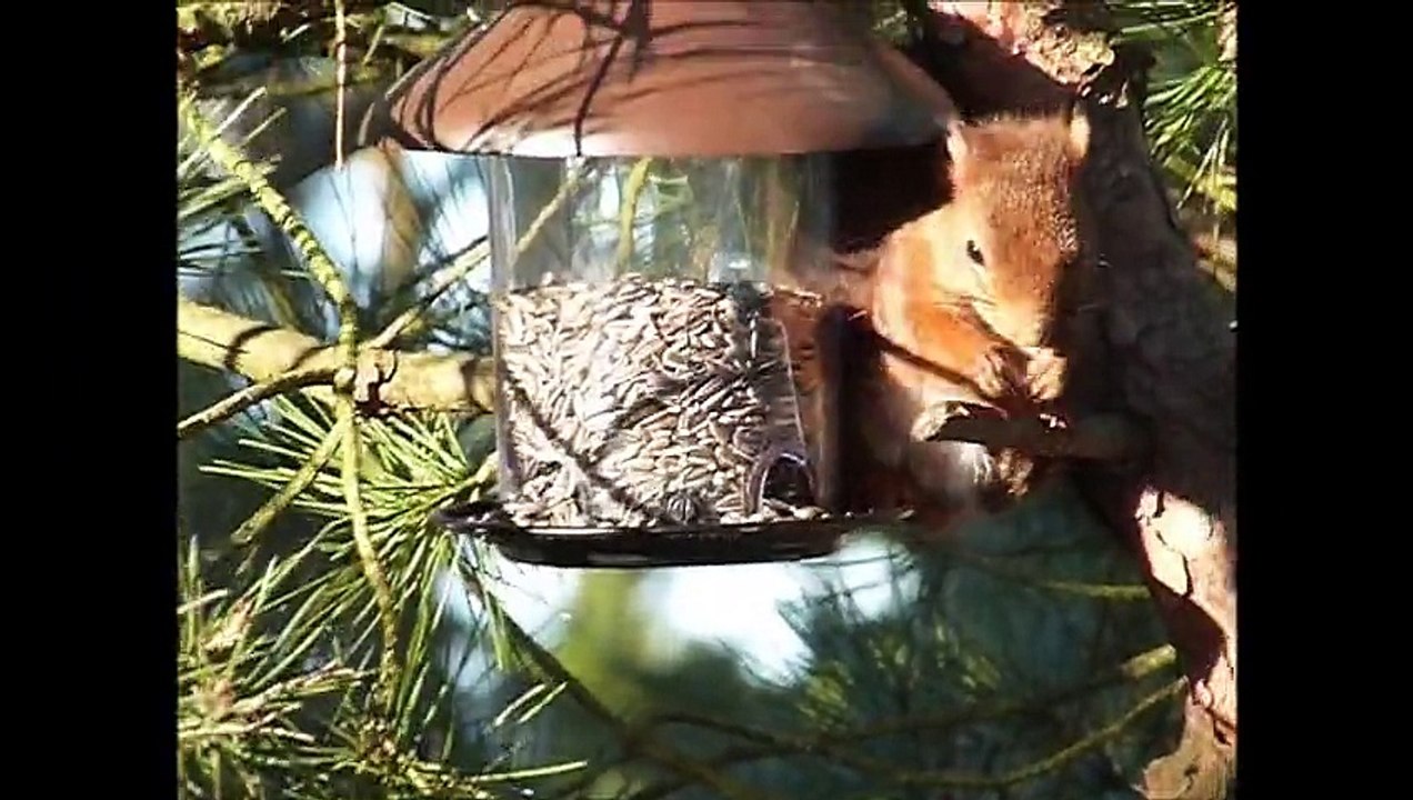 Nos amis les écureuils