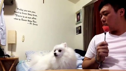 Pomeranian Dog vs Guy Eating Watermelon