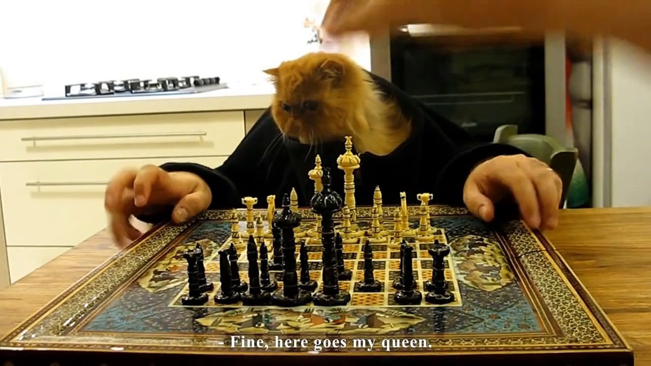 Echec et matou (Les chats)