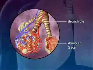 Respiratory System 3D
