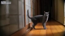 Cat knocking at the door (cute)