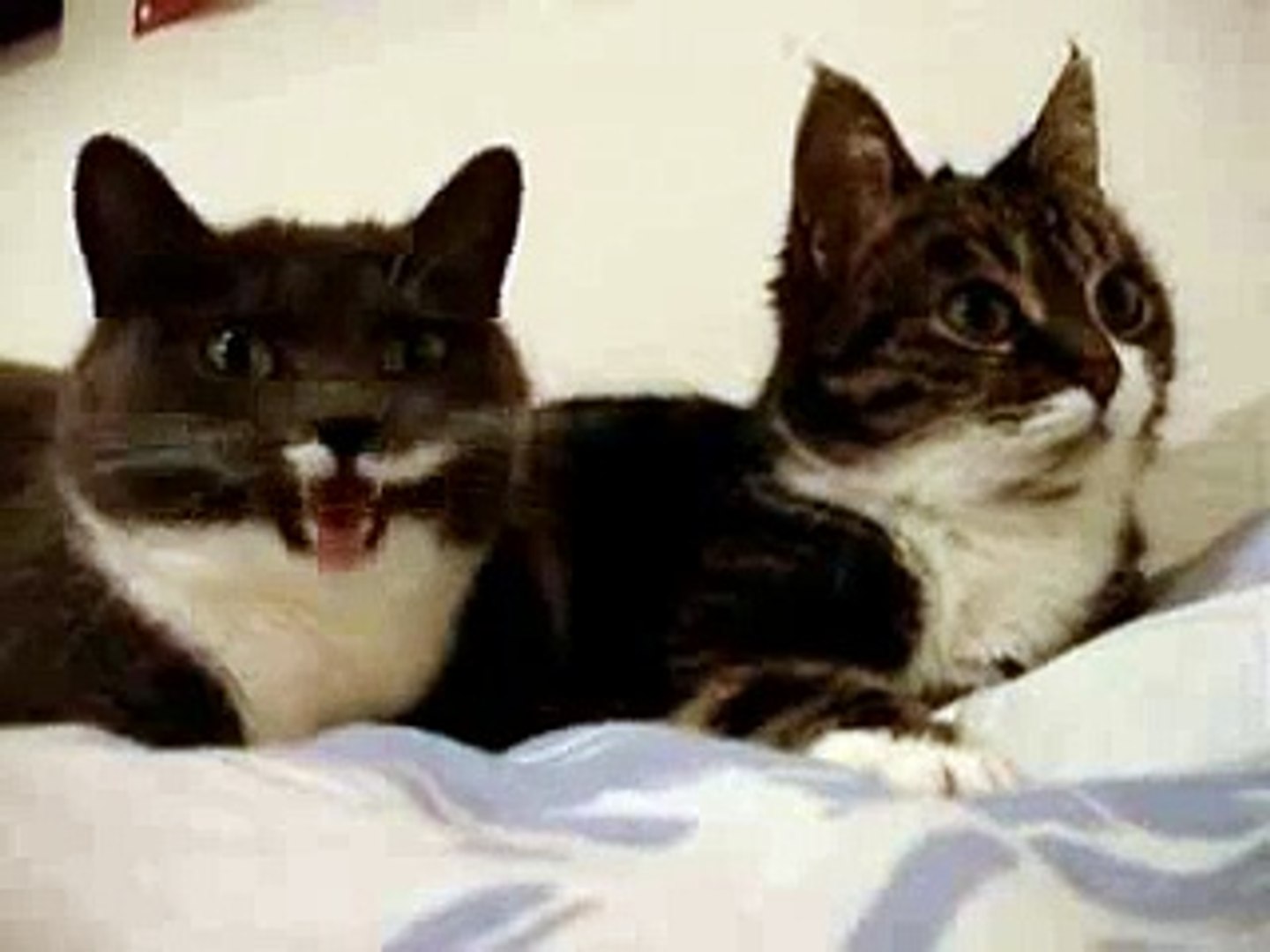 ⁣Cat Talking, Translation