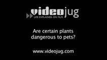 Are certain plants dangerous to pets?: Toxic Dangers For Pets