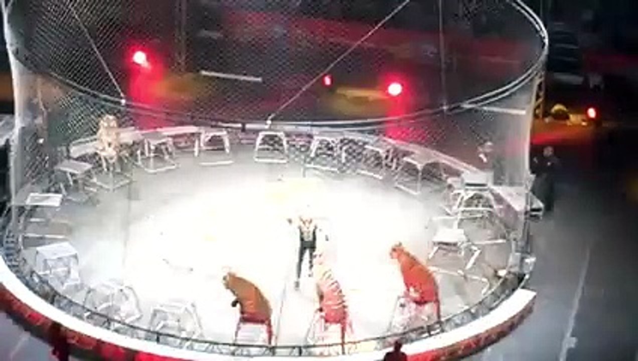 Tiger Circus Amazing  Video