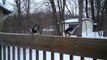Blue Jays Eating Holiday Peanuts Hazelnuts and Loud Bird Call