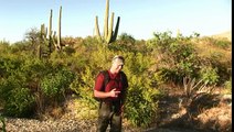 Sonora Desert Reptiles, herping