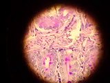 Epitelio intestinal PAS visto al microscopio óptico