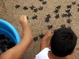 liberacion de tortugas marinas (Los Cobanos El Salvador )