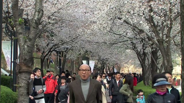 Cherry blossoms bloom in Seoul