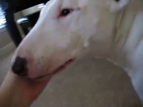 Bull Terrier attacking a cat