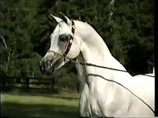 Arabian Horse