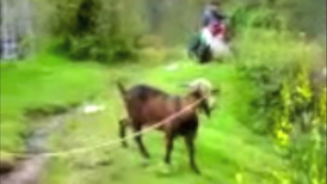 Goats Yelling Like Humans - Super Cut Compilation