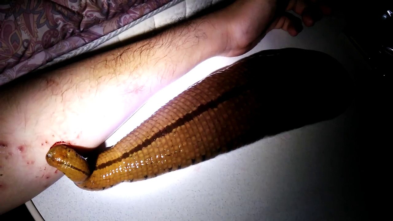 Un Japonais et sa Sangsue Domestique