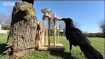 Amazing Raven intelligence test - Clever Critters - BBC Animals