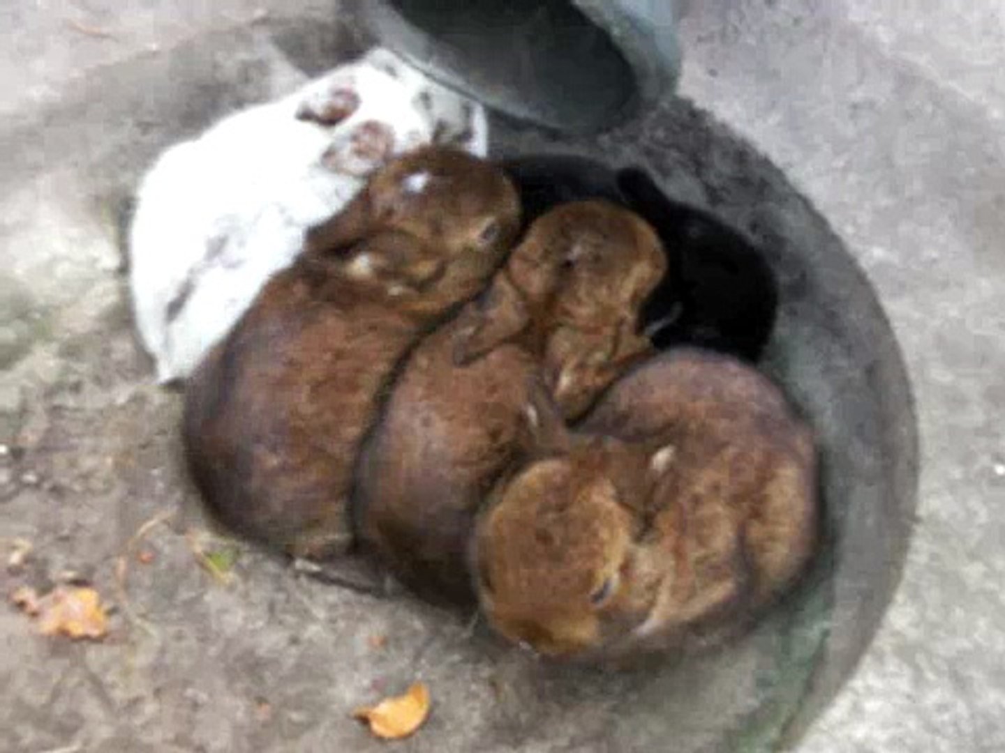 Baby Rabbits Outdoors