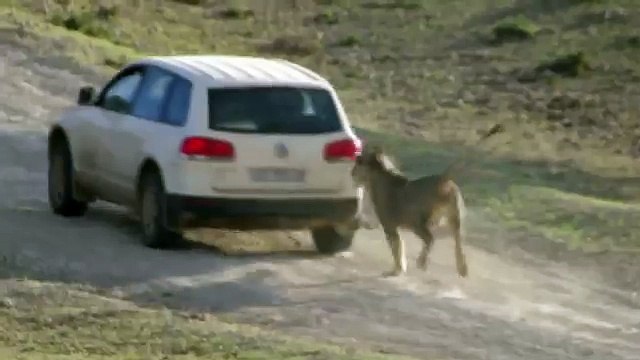 Funny Animal attacks on Humans - Lions Attack a Car -