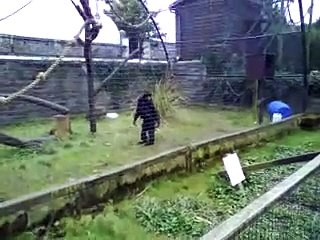 monkey humping a tree