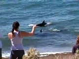 Orcas en Punta Norte / Orcas in Punta Norte (Peninsula Valdés, Chubut, Argentina)