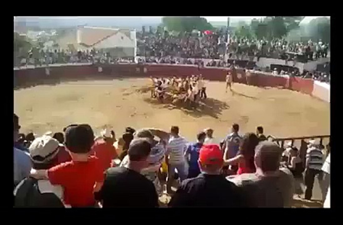 Bull Fighting