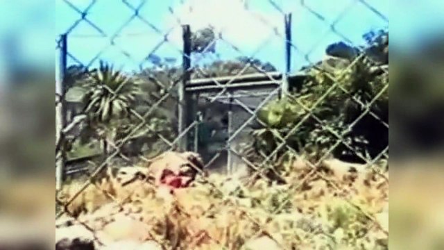 Brutal attack by lions caregiver - Ataque brutal por leões cuidador