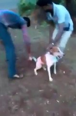 Very Funny The Boys Flirting With a Dog