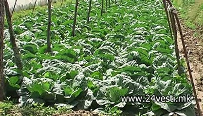 otkup zelka, evro za kg