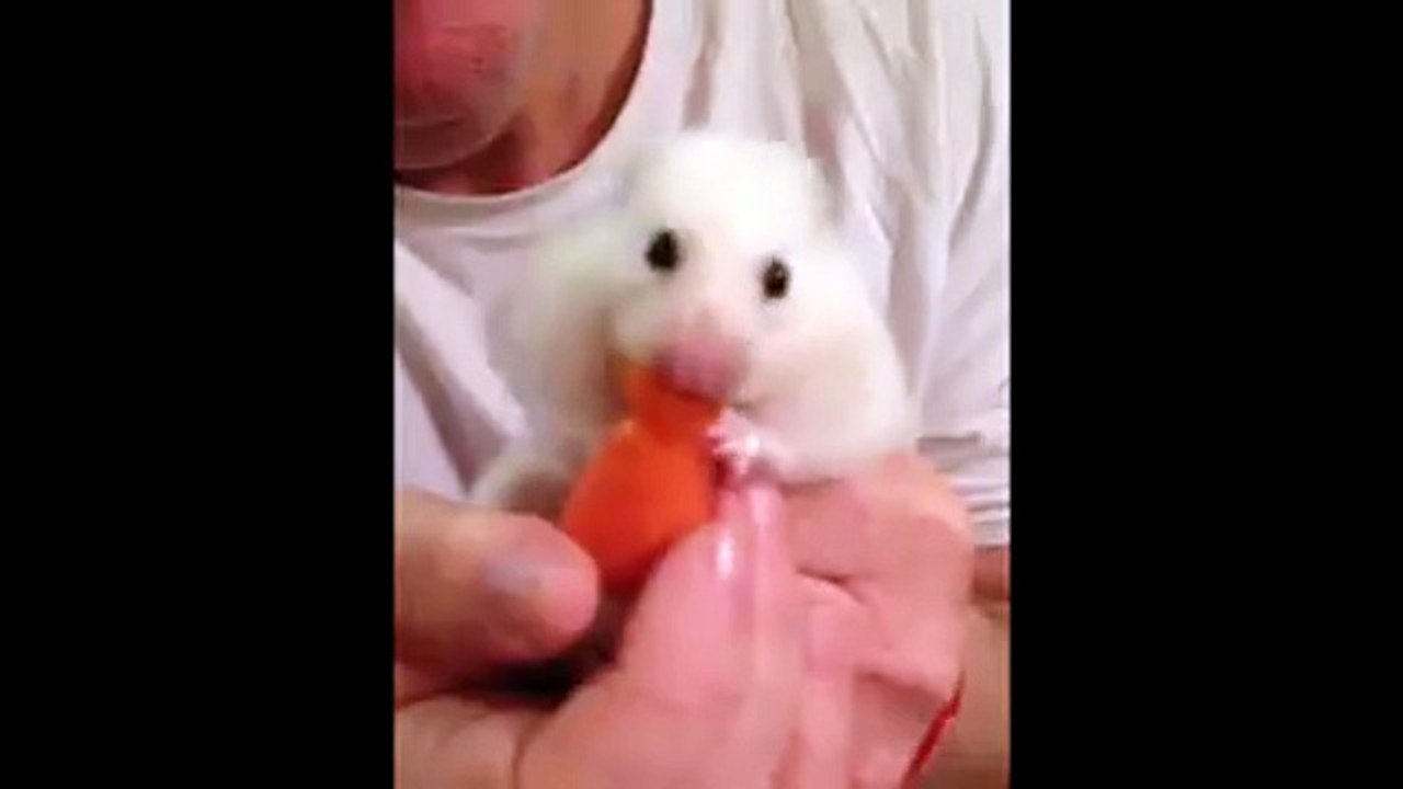 bunny