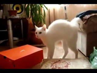 Cat Compilation - All☆Star Cats