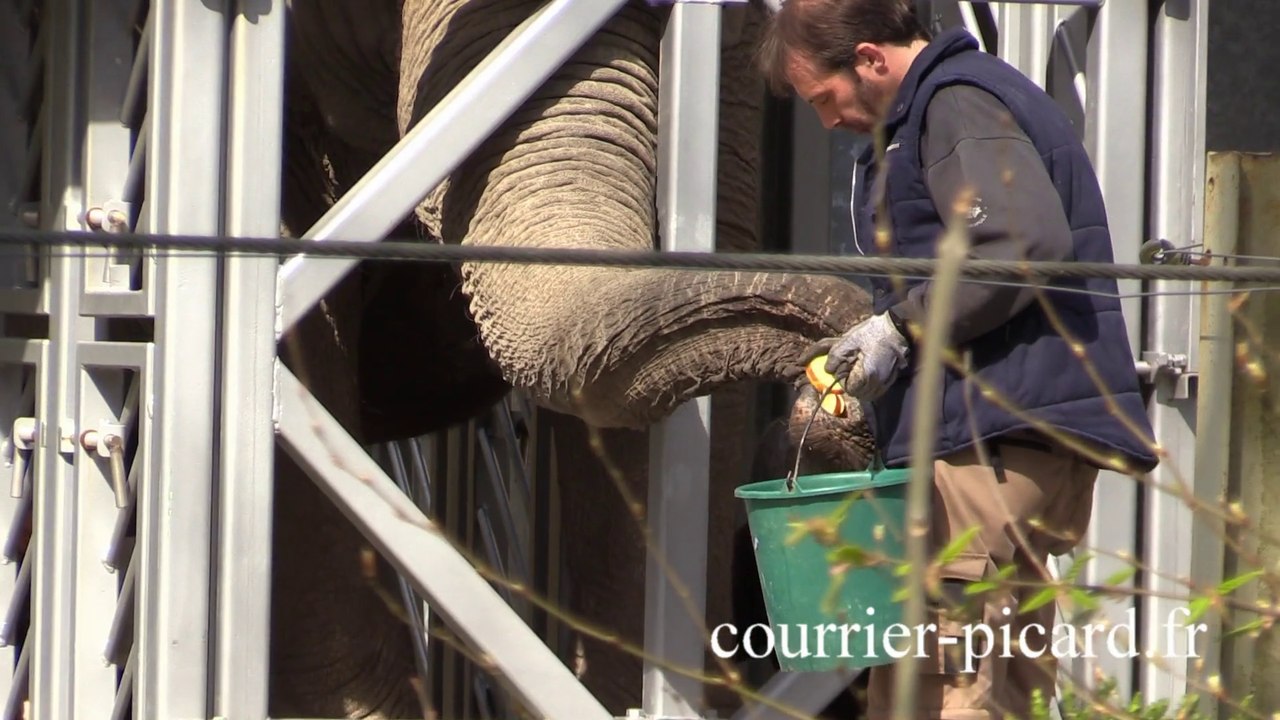 Aux petits soins de l'éléphante du zoo d'Amiens