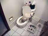 Cat using toilet & toilet paper