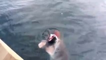 Shark Steals Fish off Fisherman's Line