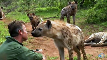 Lion Fights Tiger - One Will Die (RAREST FOOTAGE