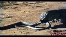 Lion Fights Tiger - One Will Die (RAREST FOOTAGE