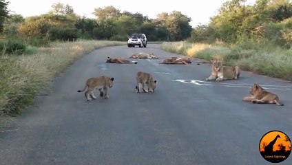 Lion Fights Tiger - One Will Die (RAREST FOOTAGE