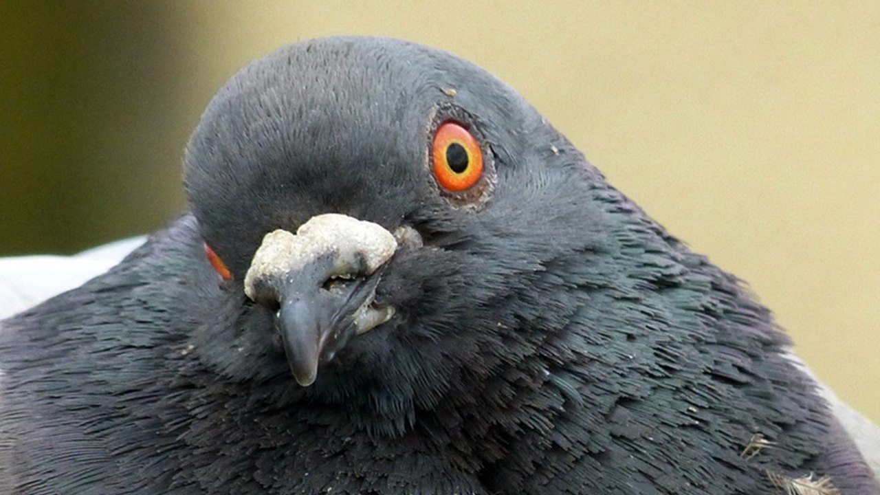 ALERTE : encore un connard qui court après des pigeons
