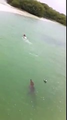 Kinh hoàng cá sấu ăn thịt người!