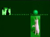 staroetv.su / Послерекламная заставка (НТВ, 1997-1998) Коты