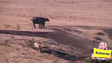 Buffalo Mother Fight off 3 lions bid to save her baby