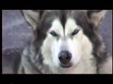 Alaskan Malamute Husky Dog