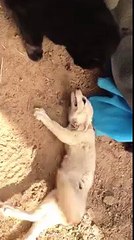 Les joyeuses retrouvailles entre un chat et un fennec !