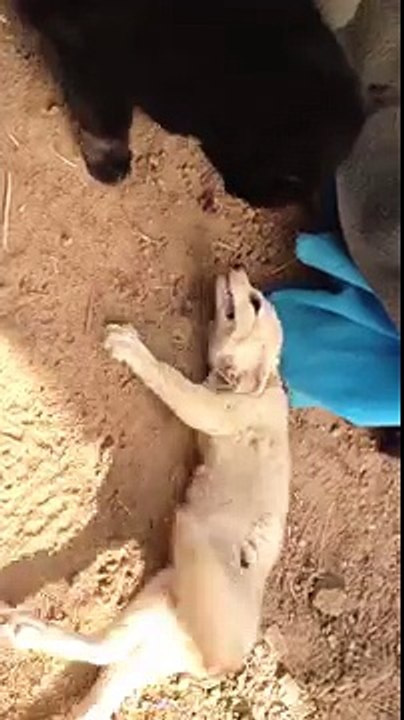 Les joyeuses retrouvailles entre un chat et un fennec !