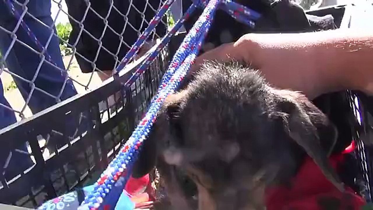 İnsanlıktan Nasibini Almayanların Elinden Kurtulup Mutluluğa Kavuşan Köpek