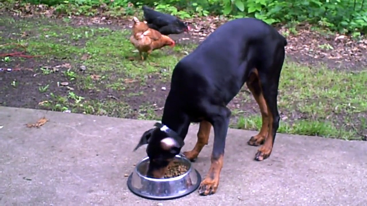 Chicken learns the true nature of the Doberman Pinscher
