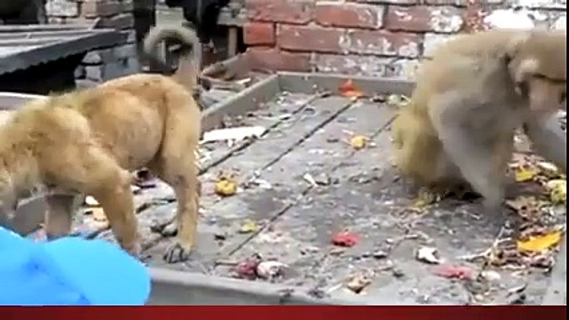 Dog and monkey funny best sale video
