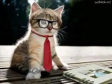 Os gatos de Estimação mais engraçados da internet