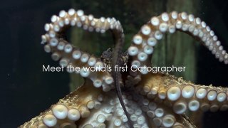 World's first Octopus photographer