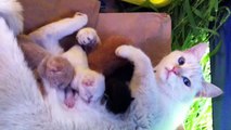 Mother Cat is Hugging and Petting Her Cute Kitten